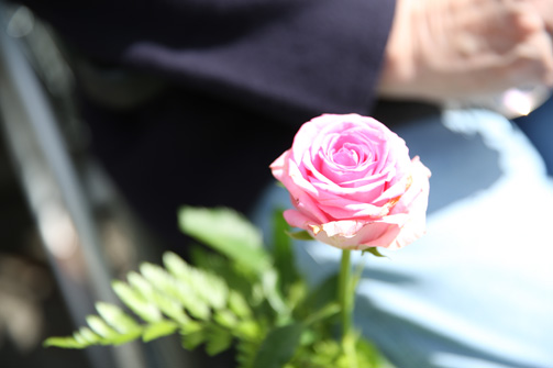 Rose